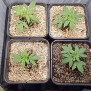 Mexican Sativa - Selfmade living soil