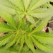 Mexican Sativa - Homebrew living soil