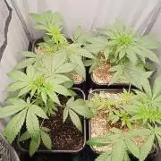 Mexican Sativa - Homebrew living soil