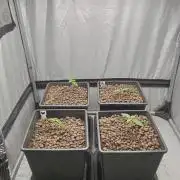 Mexican Sativa