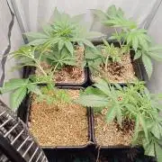 Mexican Sativa - Homebrew living soil