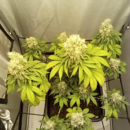 Northern lights