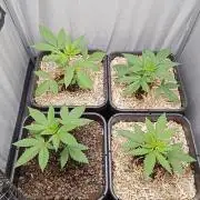 Mexican Sativa - Homebrew living soil