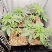 Mexican Sativa - Homebrew living soil