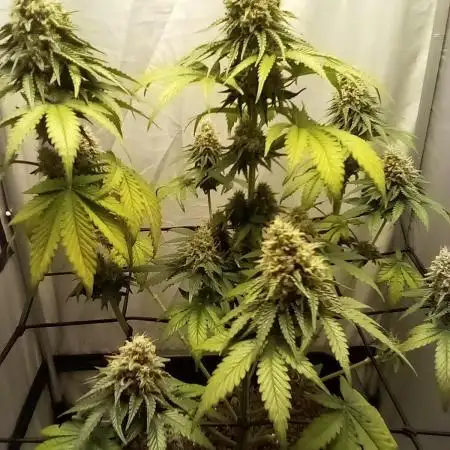 Northern lights