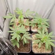 Mexican Sativa - Homebrew living soil