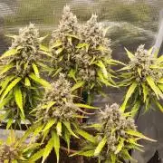StrawberryGorilla+TropicanaCookies-Auto