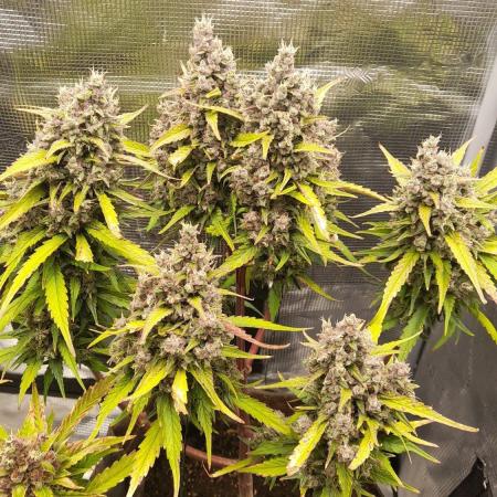 StrawberryGorilla+TropicanaCookies-Auto