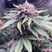Lemon Cherry Cookies/Papaya Cookies