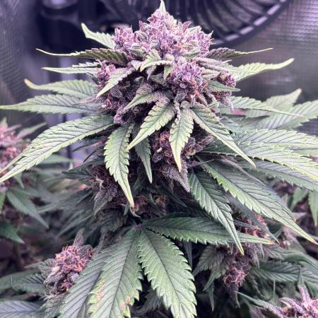 Lemon Cherry Cookies - FB420 - 2026