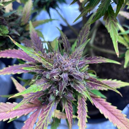 StrawberryGorilla+TropicanaCookies-Auto