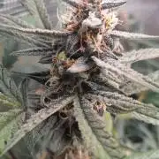 Applestrudel/Strawberry Gorilla - Auto