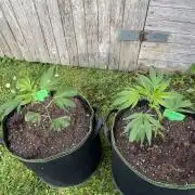 First Outdoor grow