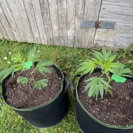 First Outdoor grow