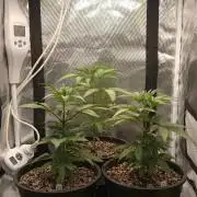 Zkittlez Auto - The Seed Pharm