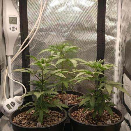 Zkittlez Auto - The Seed Pharm