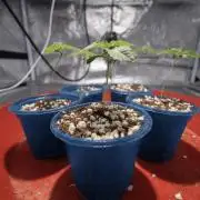 Zkittlez Auto - The Seed Pharm