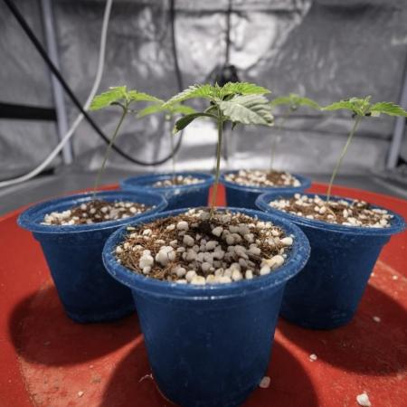 Zkittlez Auto - The Seed Pharm