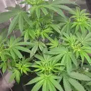 be cherry: Mystery Mary jane Berlin  26"