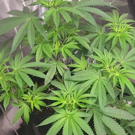 be cherry: Mystery Mary jane Berlin  26"