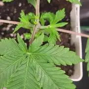 be cherry: Mystery Mary jane Berlin  26"