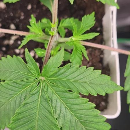 be cherry: Mystery Mary jane Berlin  26"