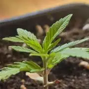 OG Kush Huba Seed Bank first run