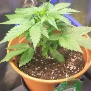 Gelato Auto fast buds