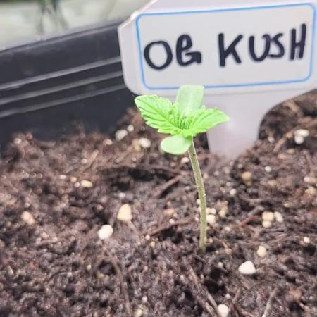 OG Kush Huba Seed Bank first run