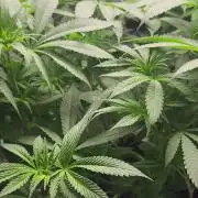 OG Kush huba seed bank 2. run back up