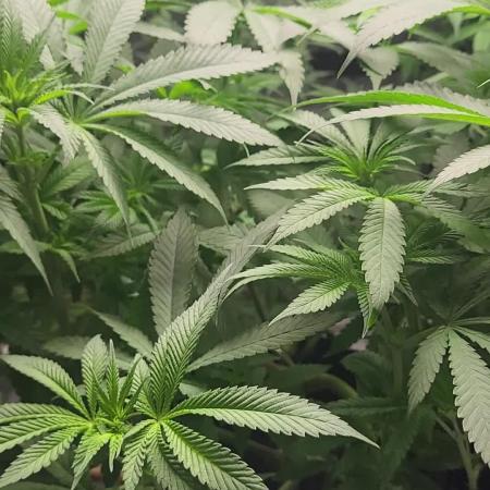 OG Kush huba seed bank 2. run back up