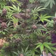 Fast buds purple lemonade Auto