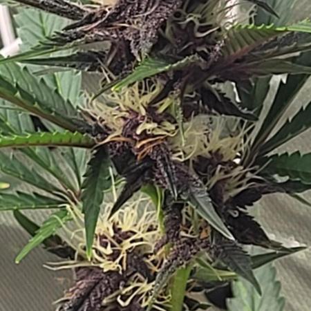 Fast buds purple lemonade Auto