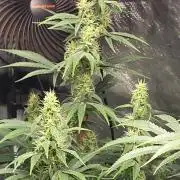 Great White Kush Huba Seed Bank