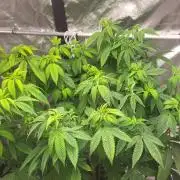 Jelly Donutz Humbold clone vom clone