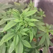 Jelly Donutz Humbold clone vom clone