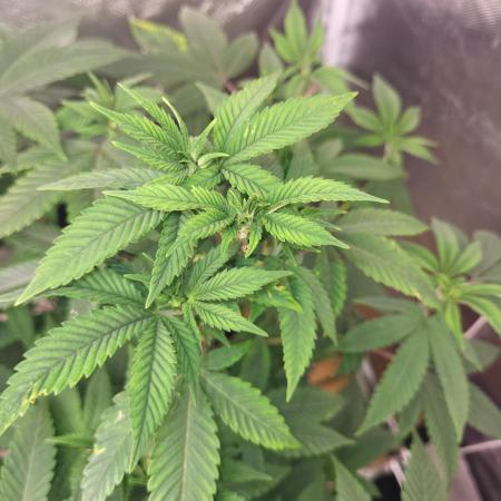 Jelly Donutz Humbold clone vom clone
