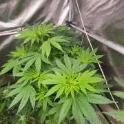 Great White Kush Huba Seed Bank