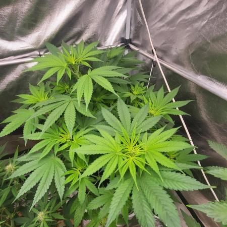 Great White Kush Huba Seed Bank