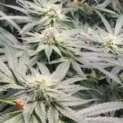 be cherry: Mystery Mary jane Berlin  26"