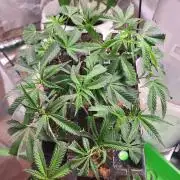 Jelly Donutz clone vom clone stecklinge