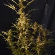 Gelato Auto fast buds