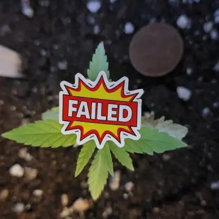 OG Kush Huba Seed Bank first run