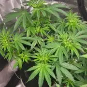 be cherry: Mystery Mary jane Berlin  26"