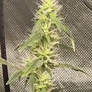 Great White Kush Huba Seed Bank