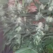Gelato Auto fast buds