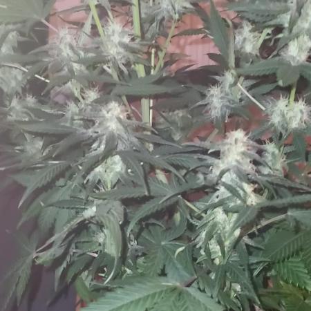 Gelato Auto fast buds