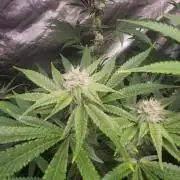 Jelly Donutz clone v clone