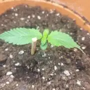 Gelato Auto fast buds