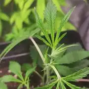 Jelly Donutz clone v clone